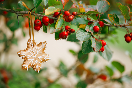 ginger snowflake cookie hanging on a tree with red berries,  shallow dofの写真素材