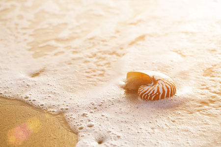 seashell nautilus on sea beach under sunset sun light, Canary island, Spainの写真素材