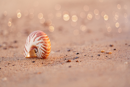 seashell nautilus on sea beach under sunset sun light, Canary island, Spainの写真素材