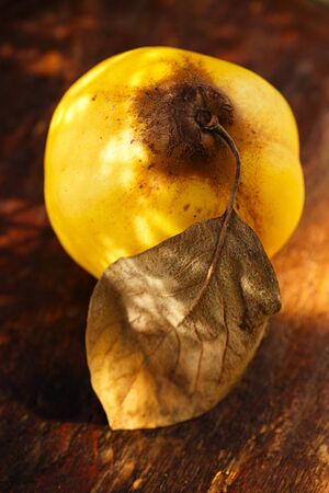 quince fruit in goldish autunm fall colors on old wooden backdropの写真素材