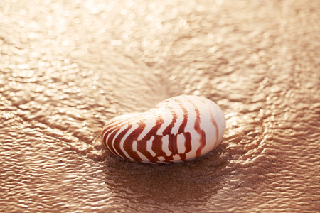 seashell nautilus on sea beach under sunset sun light, Canary island, Spainの写真素材