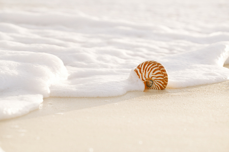 nautilus sea shell in sea wave on golden sand beach with seascape, live actionの写真素材