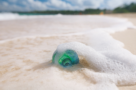 glass tropical sea  shell with waves under sun light, live actionの写真素材