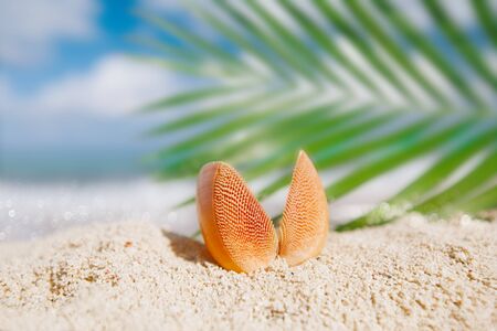 tropical red seashell sea shell with ocean , beach and seascape, shallow dofの写真素材