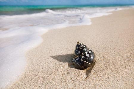 caribbean black shells -  West Indian top shell - on a sandy beach with sea wavesの写真素材