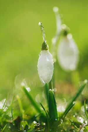 Snowdrops flower is one of the spring symbols with glittering grassの写真素材