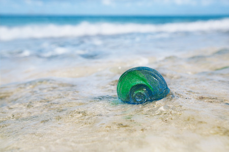 glass tropical sea  shell with waves under sun light, live actionの写真素材
