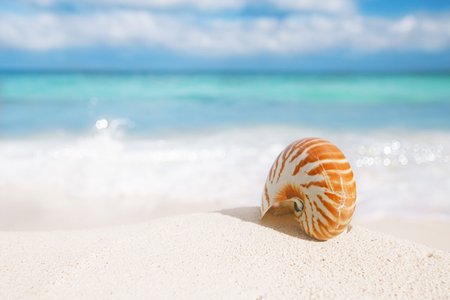 nice and shine sea shell on  beach with perfect seascape in the sun, shallow dofの写真素材
