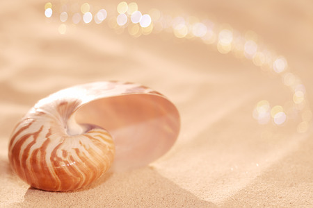 nautilus sea shell on golden sand beach with waves in  soft sunset light, shallow dofの写真素材