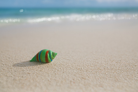 glass tropical sea  shell with waves under sun light, live actionの写真素材