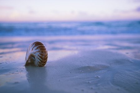 nautilus sea shell on  sand beach  in  delicate blue sunrise light, shallow dofの写真素材