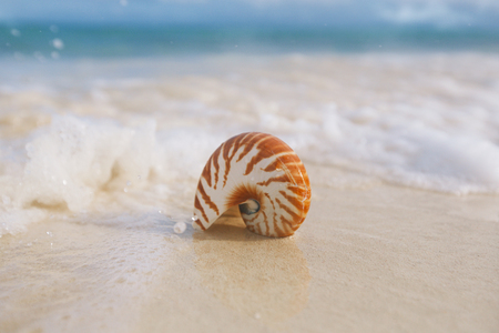 nautilus sea shell against stormy waves on early morning beach , live actionの写真素材