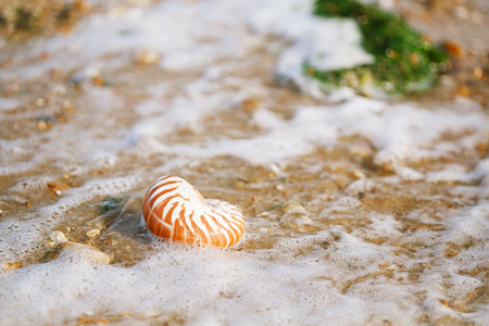 British summer  beach with nautilus pompilius sea shellの写真素材