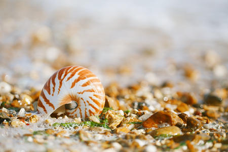 British summer  beach with nautilus pompilius sea shellの写真素材