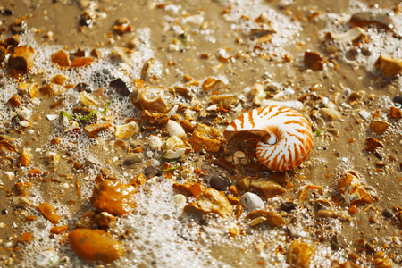 Great British summer pebble beach with nautilus pompilius sea shellの写真素材
