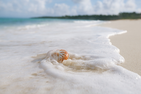 nautilus sea shell against stormy waves on sunny beach , live actionの写真素材