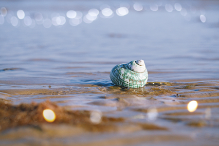 British summer beach with pretty sea shell, sand and seaweedの写真素材