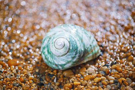 sea shell on pebble under rain droplets ...の写真素材