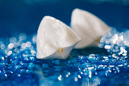 white exitoic sea shell on blue pebble under water droplets ...の写真素材