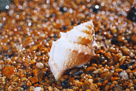 sea shell on pebble under water  dropletsの写真素材