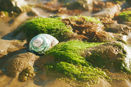 British summer beach with pretty sea shell, sand and seaweedの写真素材