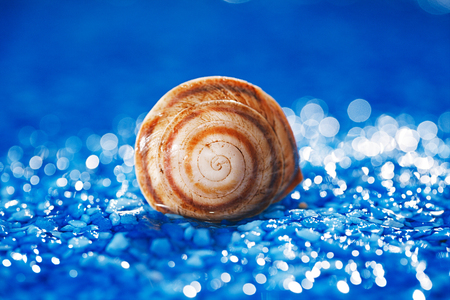 beautiful bright sea shell  on blue pebble under water dropletsの写真素材