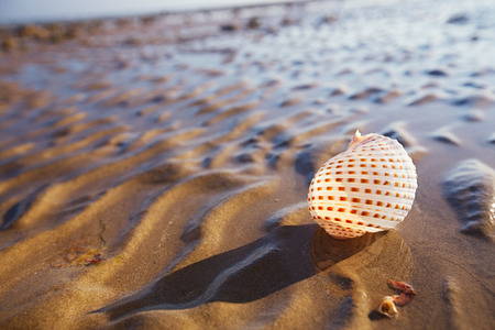 British summer beach with pretty sea shell, sand and seaweedの写真素材