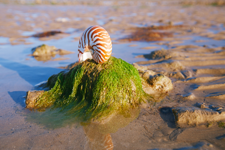 British summer beach with pretty sea shell, sand and seaweedの写真素材