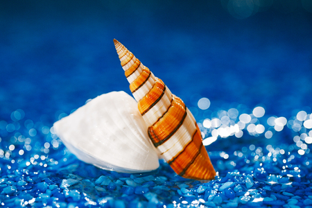 white exitoic sea shells on blue pebble under water dropletsの写真素材