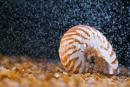sea shell nautilus on pebble under rain droplets ...の写真素材