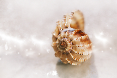 tropical sea shell on   on white sand under water dropletsの写真素材