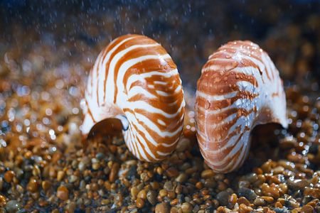 sea shell nautilus on pebble under rain droplets ...の写真素材