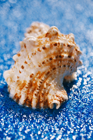 sea shell on pebble under rain droplets ...の写真素材