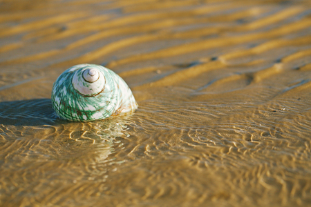British summer beach with pretty sea shell, sand and seaweedの写真素材
