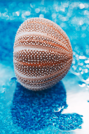 sea urchin shell on blue pebble under water dropletsの写真素材