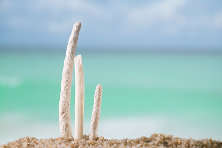 tropical sea corals with ocean , beach and seascape, shallow dofの写真素材