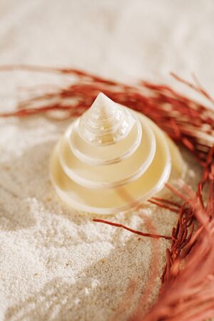 tropical spiral seashell sea shell with on white beach sand, shallow dofの写真素材