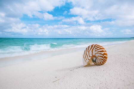 nautilus shell on white beach sand, against sea waves, shallow dof, soft focusの写真素材