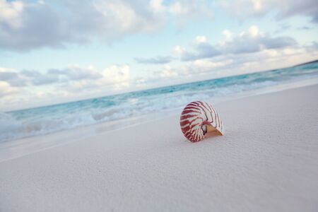 nautilus shell on white beach sand, against sea waves, shallow dof, soft focusの写真素材