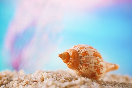 tropical seashell sea shell on sand with ocean underwater seascapeの写真素材