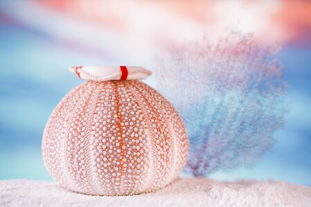 sea urchin starfish  with tropical ocean underwater seascapeの写真素材