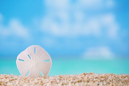 starfish  on white ocean beach with seascape backgroundの写真素材
