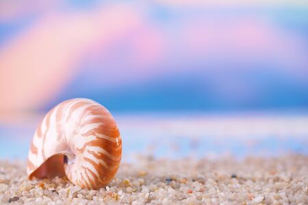 tropical seashell sea shell with ocean , beach and golden seascape, shallow dofの写真素材