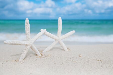 white starfish with ocean, on white sand beach, sky and seascape, shallow dofの写真素材