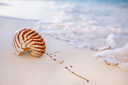 nautilus sea shell on golden sand beach with waves in  soft sunset light, shallow dofの写真素材