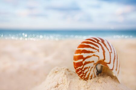 nautilus sea shell on golden sand beach with waves in  soft sunset light, shallow dofの写真素材