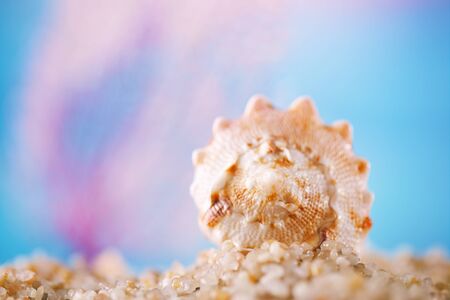 tropical seashell sea shell on sand with ocean underwater seascapeの写真素材