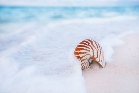nautilus shell on white beach sand, against sea waves, shallow dof, soft focusの写真素材
