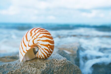 nautilus sea shell on  beach with waves in  soft sunlight, shallow dofの写真素材