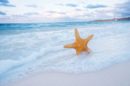 starfish on golden sand beach with waves in  soft sunset light, shallow dofの写真素材